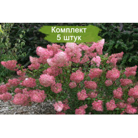 Комплект 5шт / Гортензия Пинк Леди (метельчатая)
